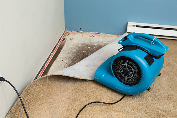 Best Mold removal after water damage  in Rosenhayn, NJ
